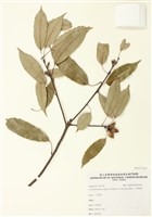 藏品(青剛櫟)的圖片